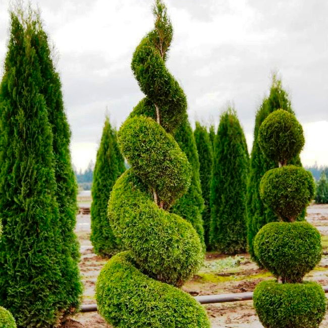 Растение туя западная Smaragd SPIRALA 180-200 UL 2017 