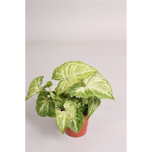 Сингониум Уайт Батерфляй d12 Tim 