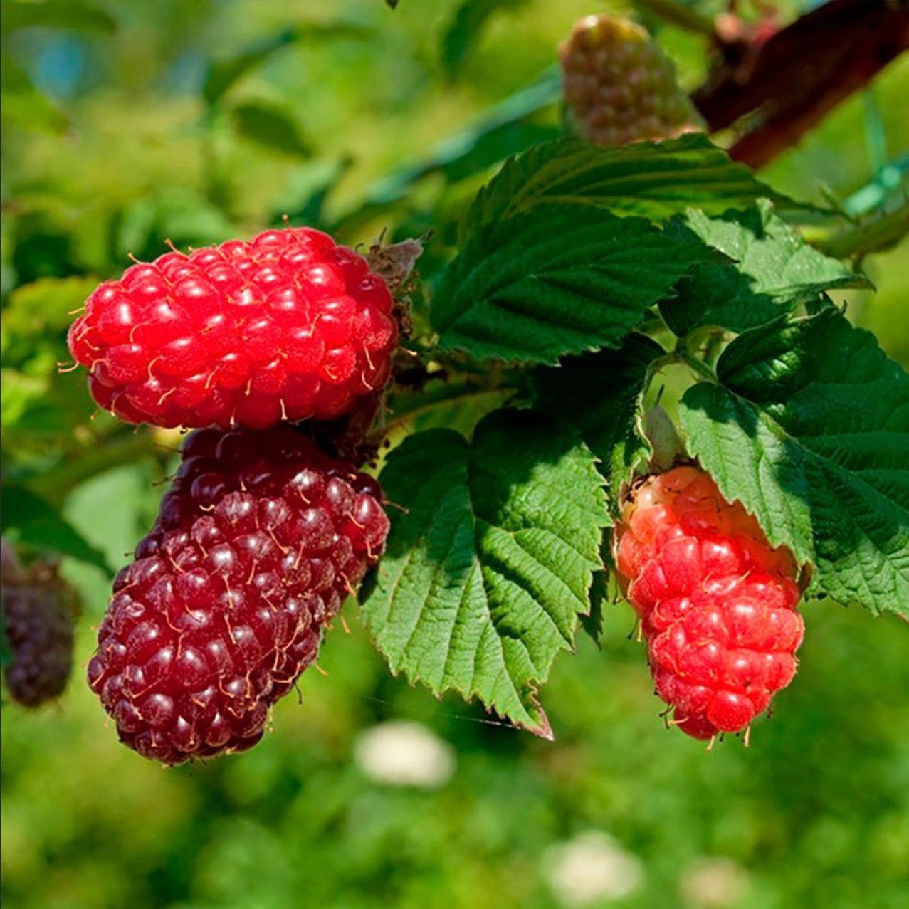 Ежемалина Бакингем в коробке ЦО 