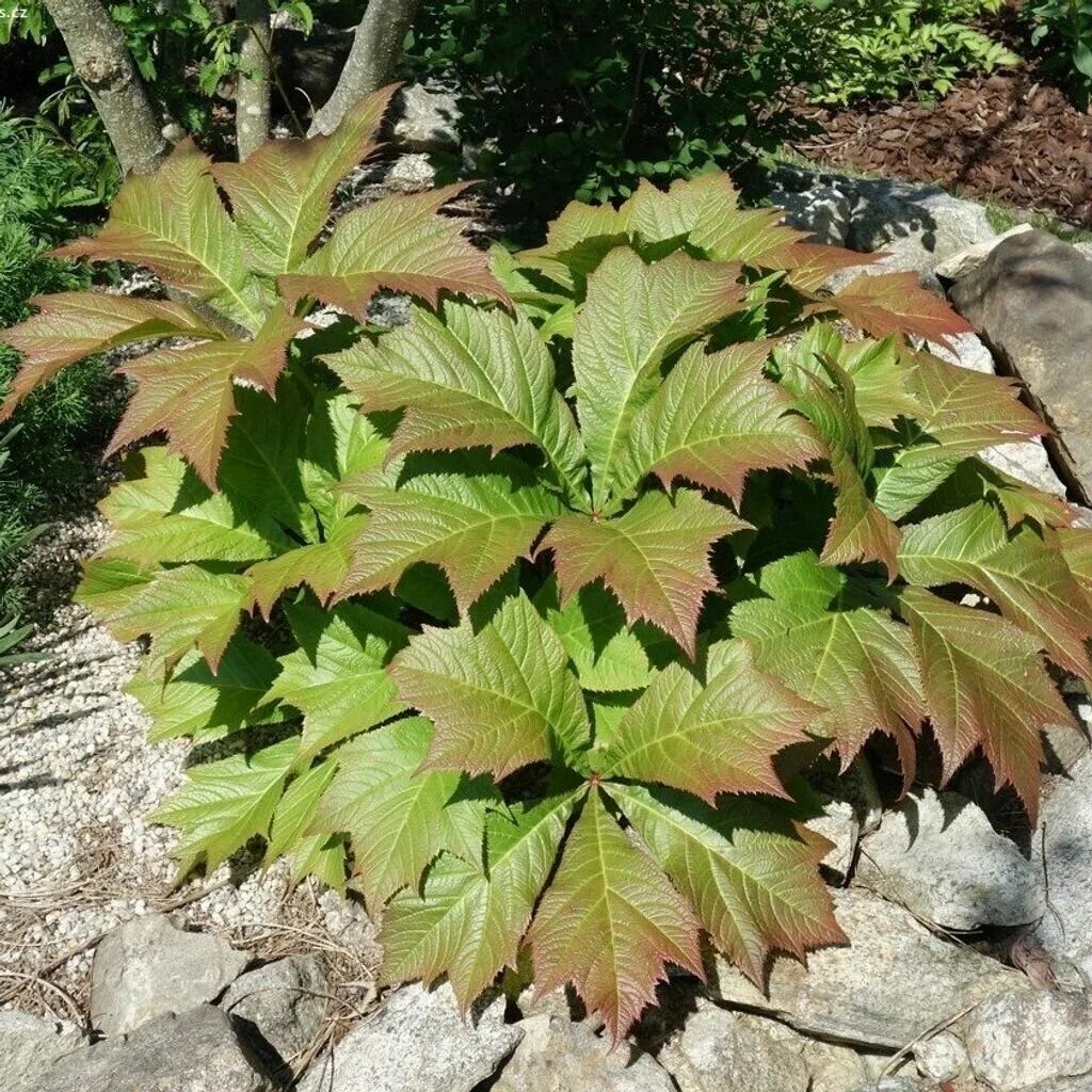 Роджерсия стополистная Браунлауб v2 Tim 