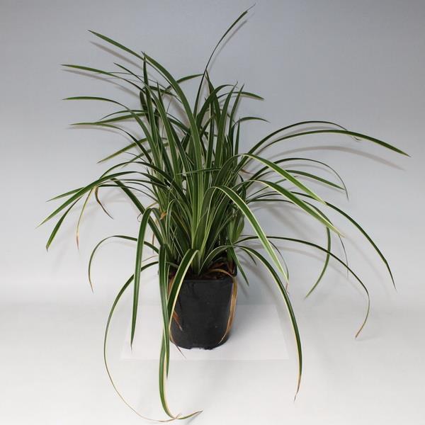 Осока Айс денс Р17 Tw 