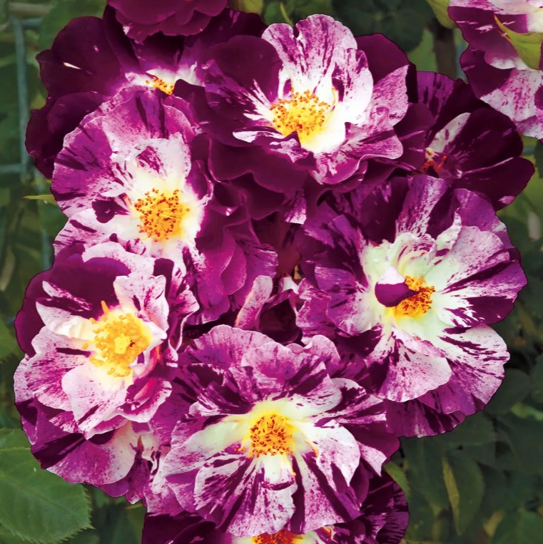 Роза плетистая Перпл Сплеш v5 Lav 