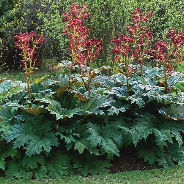 Ревень дланевидный тангутский v2 Tim 