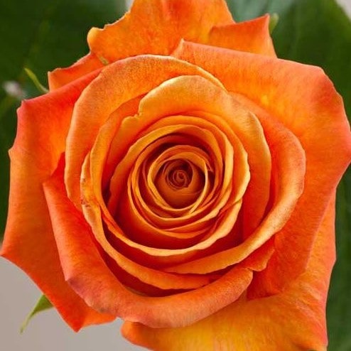 Роза чайно-гибридная Конфедециале v5 Lav 