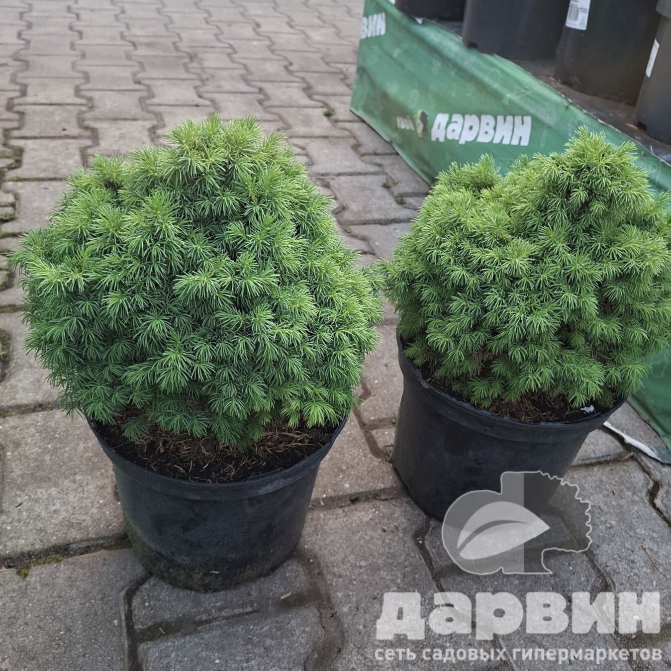 Ель канадская Альберта глоб C5 20-30 Bor 