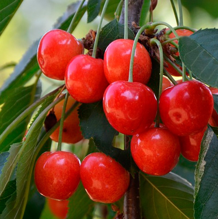 Черешня Орловская Розовая средн v10 140-160 ЦО 