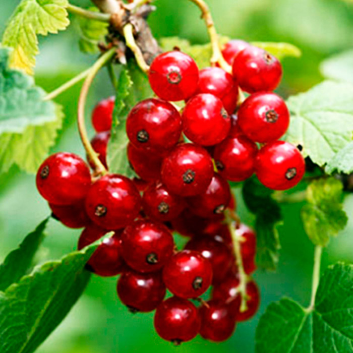 Смородина Малышка,красная v5 