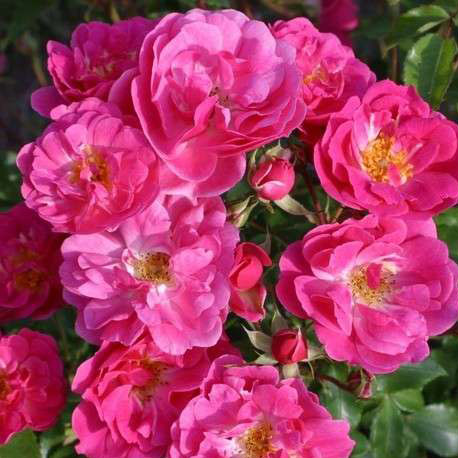 Роза кустовая Пинк Эмели v5 Dem 