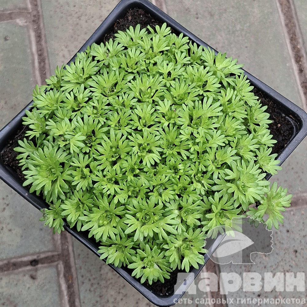 Камнеломка v1,5 Push 