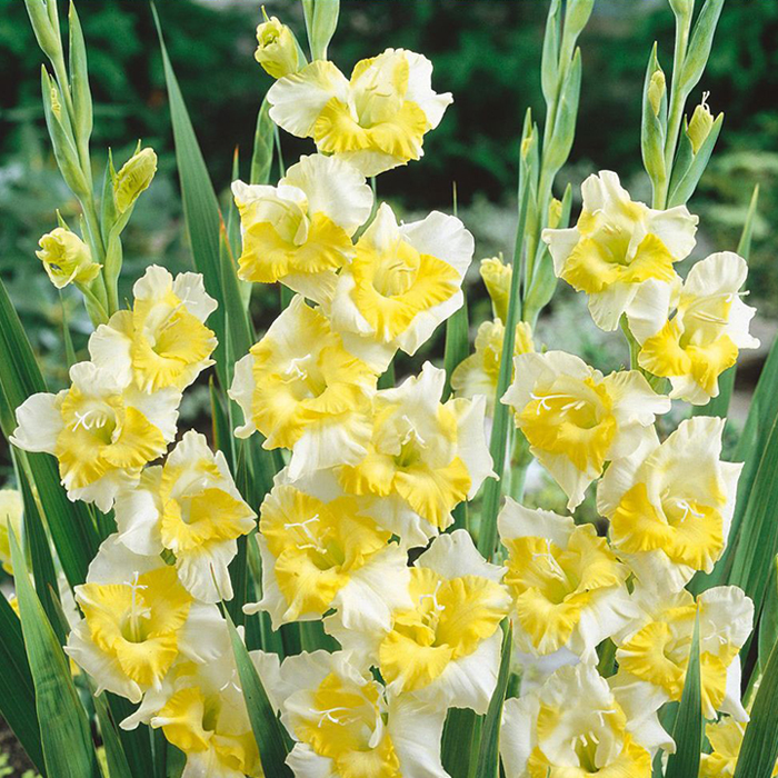 Луковица НВМ Гладиолус Багги 10/12 5шт 