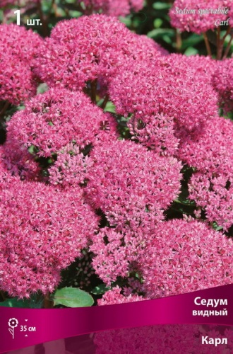 Корневище Седум видный Карл I 1шт Поиск 
