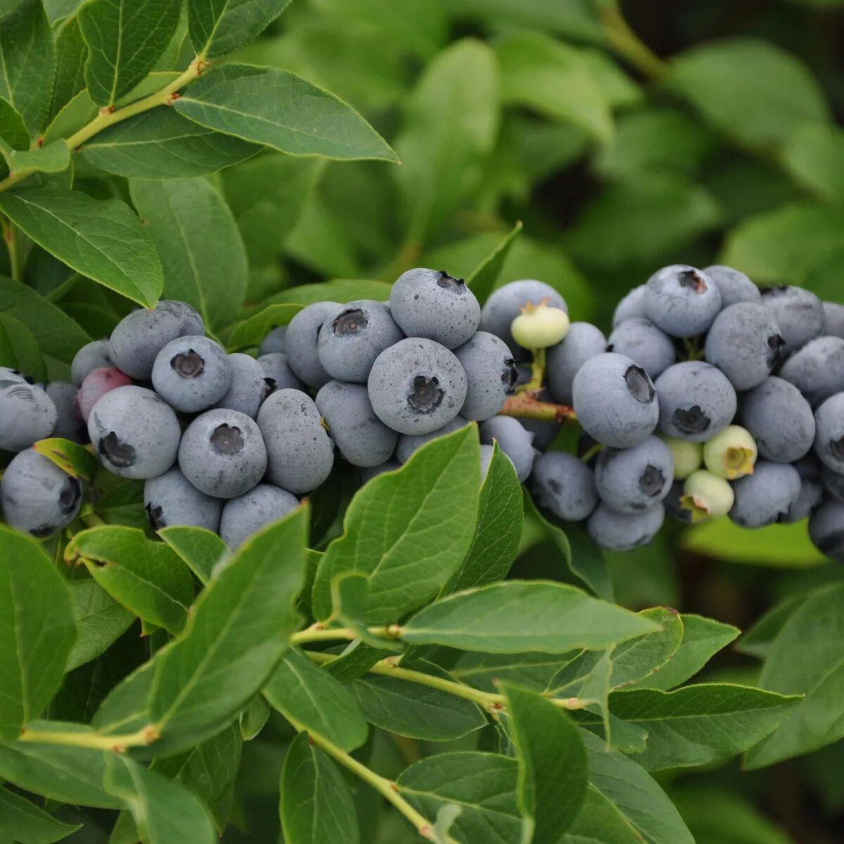 Голубика садовая в ассортименте v2 ЦМ 