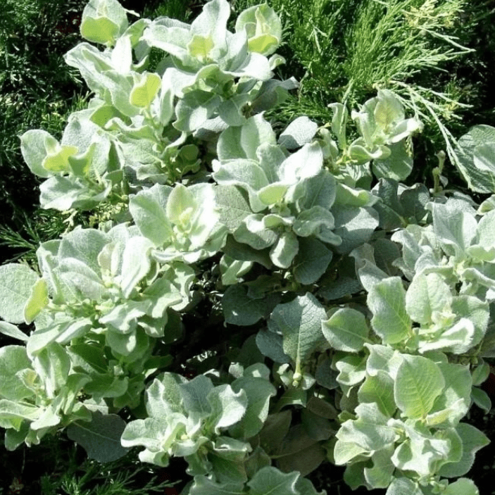 Ива Ланата v2 Lav 