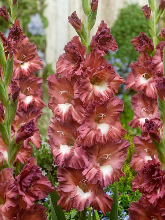 Луковица Гладиолус гофрированный Каппучино 10/12 10шт. Поиск 