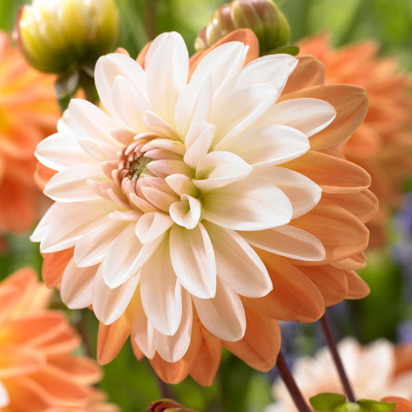 Клубень Георгина Коуп де Солейл, 1шт/уп 