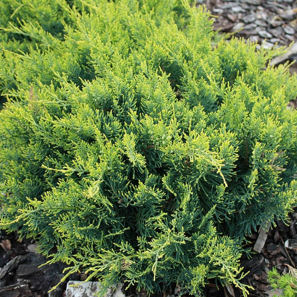 Можжевельник виргинский Голден Спринг v3-5 Tim по цене  Можжевельник виргинский Голден Спринг v3-5 Tim