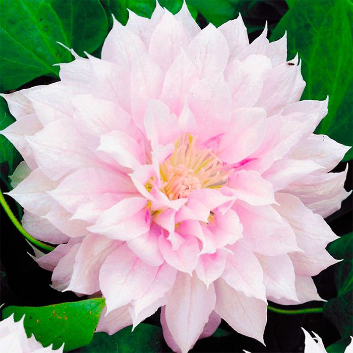 Клематис Бель оф Воркинг Р9 