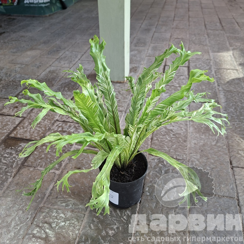 Асплениум Нидус d11 h20 