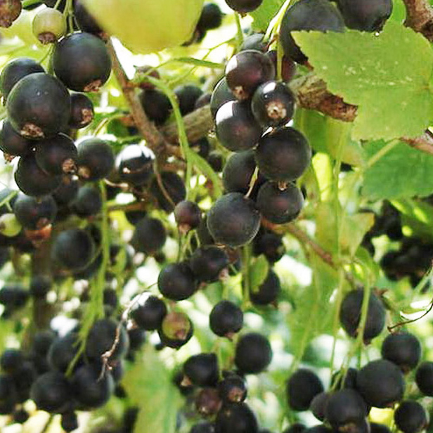 Смородина Шадриха черн v2 Tim 