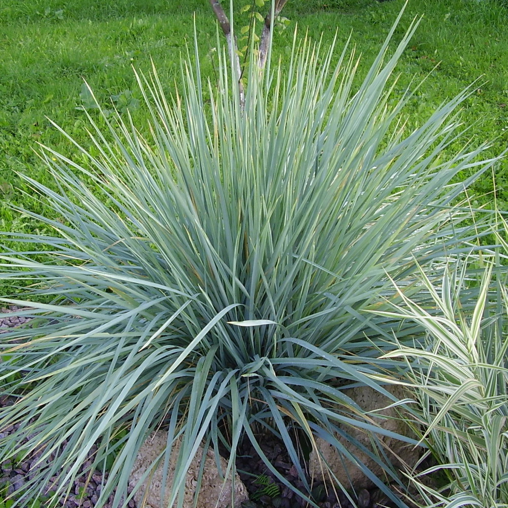 Элимус магеланский v3 Lav 