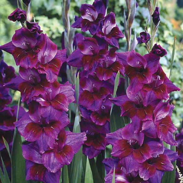 Луковица Гладиолус Вильвет Айс, 10шт/уп 