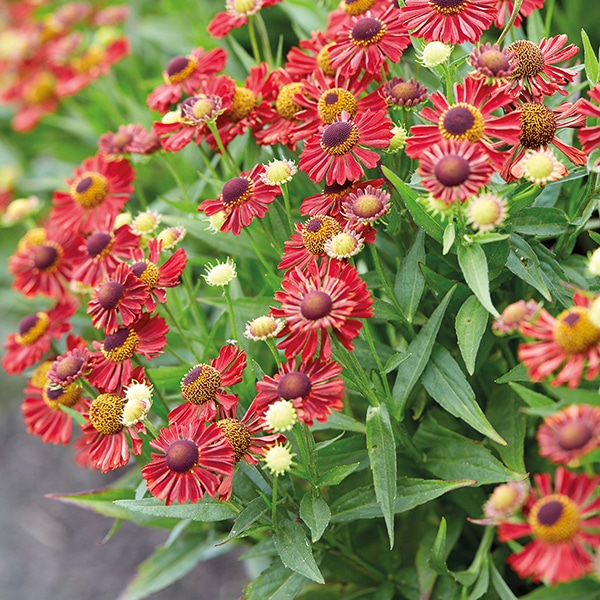 Гелениум Сиеста v2 Tim 