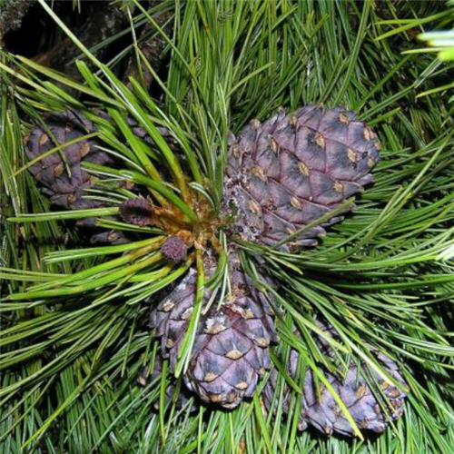 Сосна кедровая 150-175см 