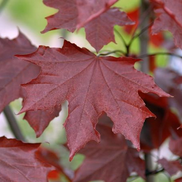Клен Остролистный Роял Ред Р21 h80 Tw 