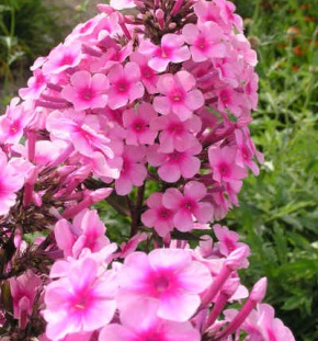 Флокс Мисс Пеппер v2 Tim 