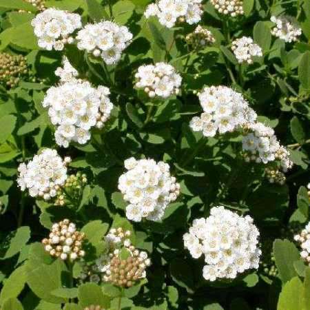 Спирея березолистная Тор Р15 15-20см 