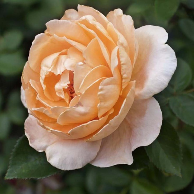 Роза чайно-гибридная Аббеи де Клуни v7 Tim 