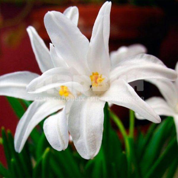 Корневище НВМ Хионодокса Альба 5/7 белый 10шт 