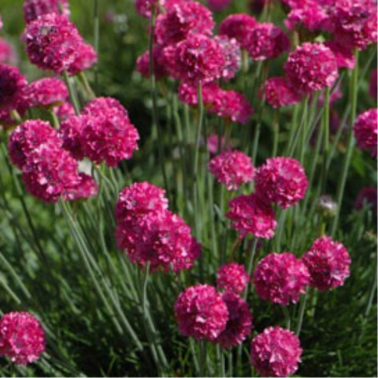 Армерия приморская Спленденс Перфекта, Р9, ЦО 