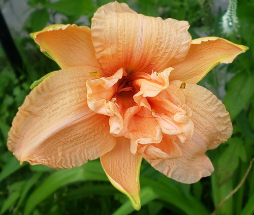 Лилейник "Дабл Дрим" с1,5 