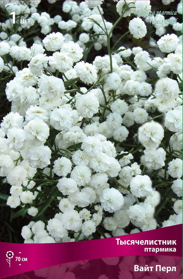 Корневище Тысячелистник птармика Вайт Перл 1 шт Поиск 