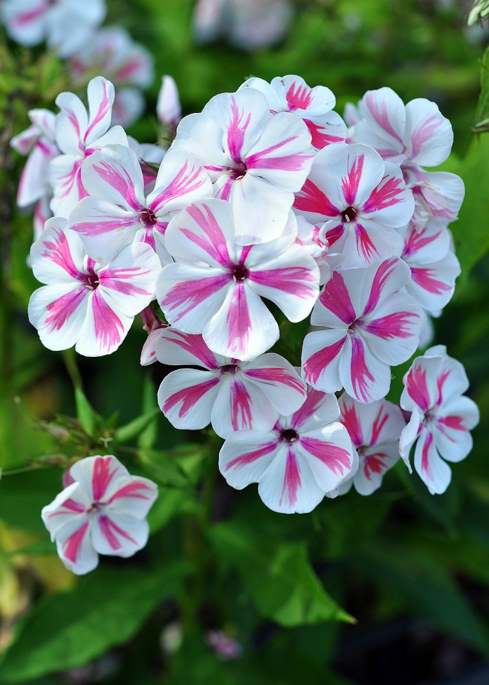 Флокс метельчатый Твистер v2 Tim 