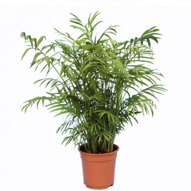 Хамедорея элеганс d5 h15 