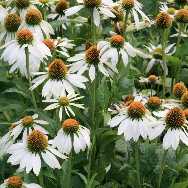 Корневище HBM Эхинацея Перпереа Альба (I) 1шт 