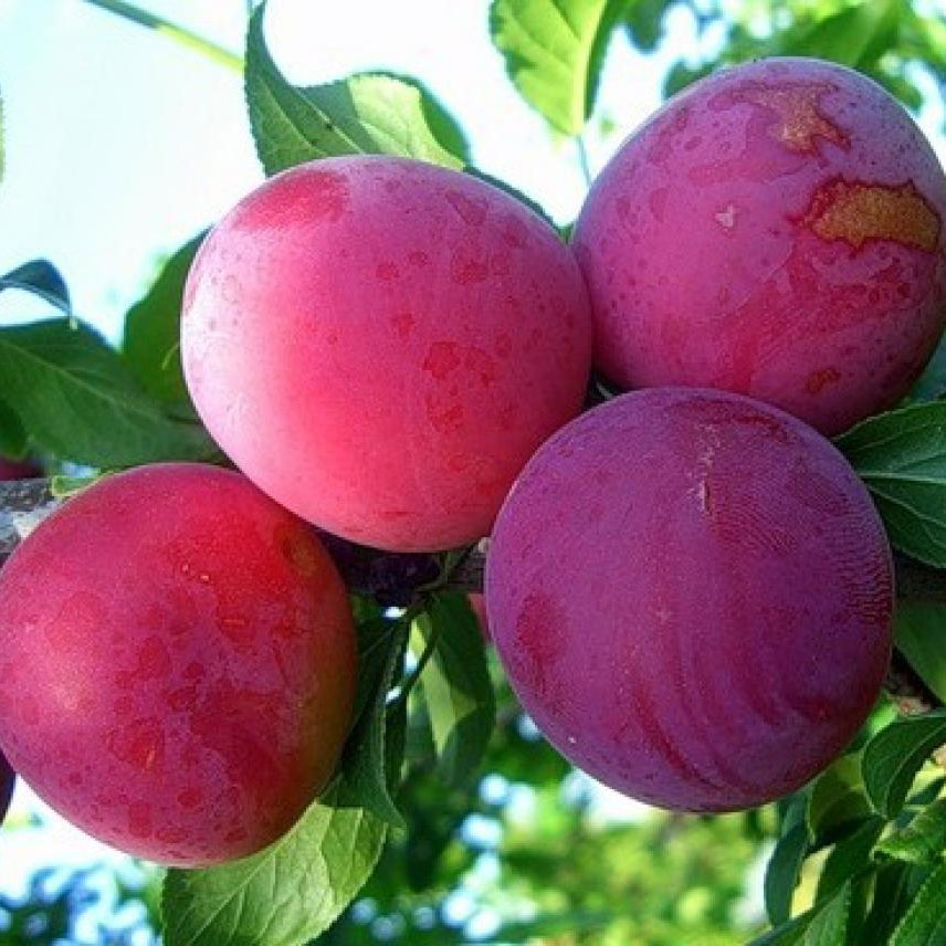 Алыча Путешественница v7 100-120 Tim 