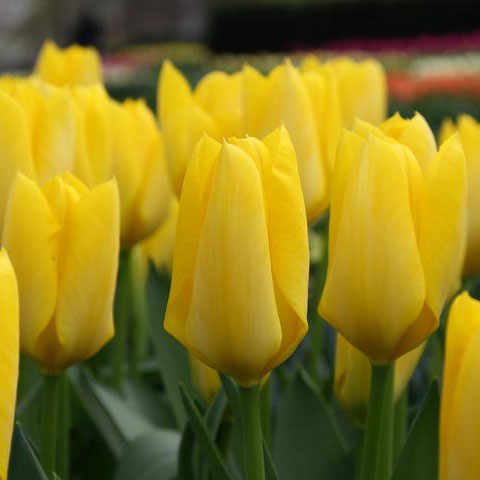 Луковица тюльпан Йеллоу Пуриссима 11/12, 5 шт/уп 