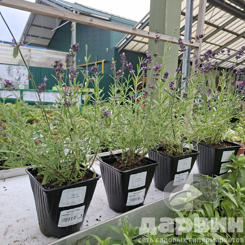 Лаванда v1,5 Push 