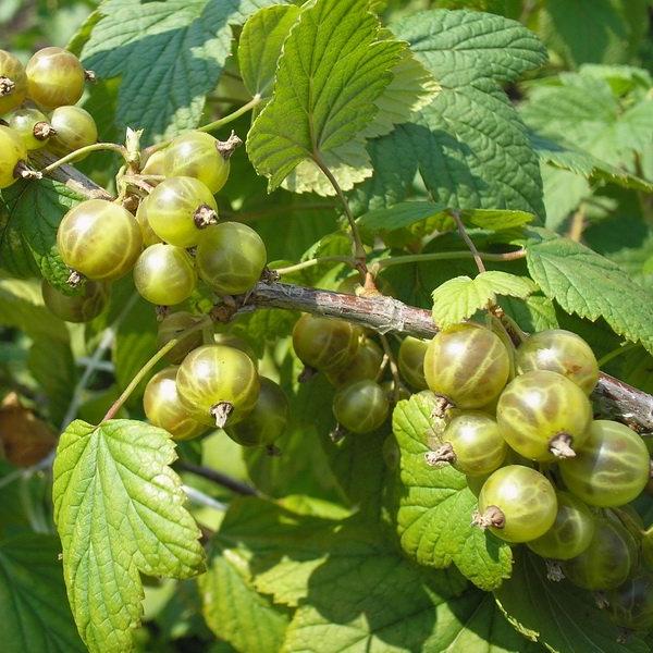 Смородина Верти зеленоплодная в коробке ЦО 