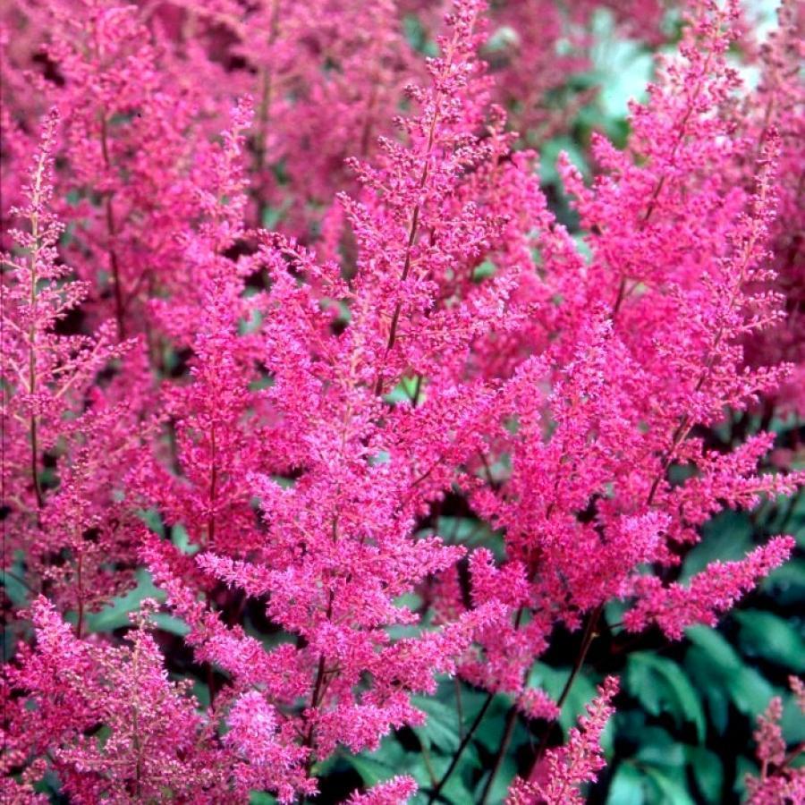 Корневище Астильба японская Элизабет ван Вин,1 шт. 