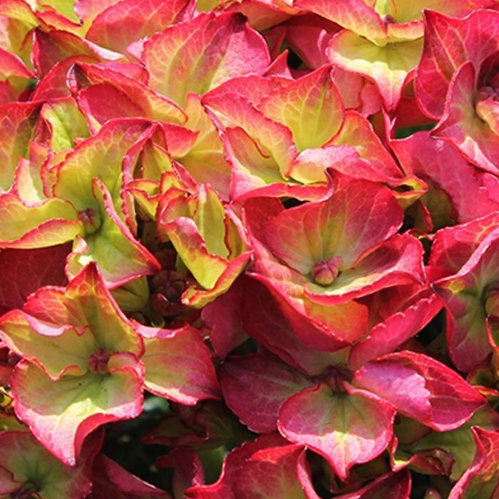 Гортензия макрофила Блэк Диамандс в асс. Р23 h30-40 