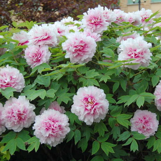 Пион древовидный Персик под снегом 