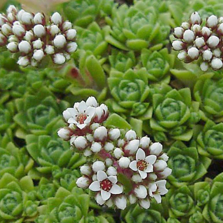 Толстянка милфорда Р9 