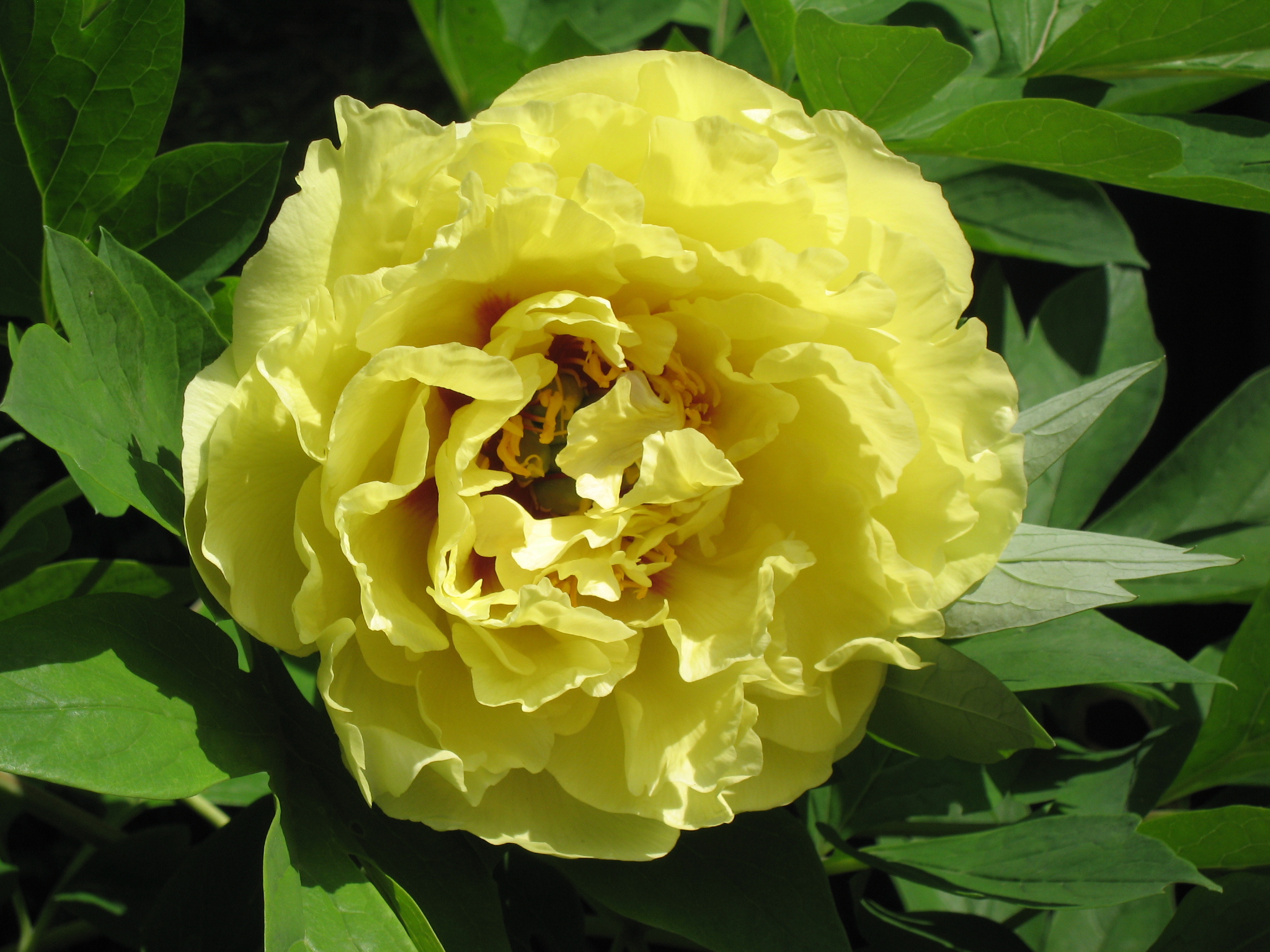 Пион Йеллоу Краун v5 Tim 