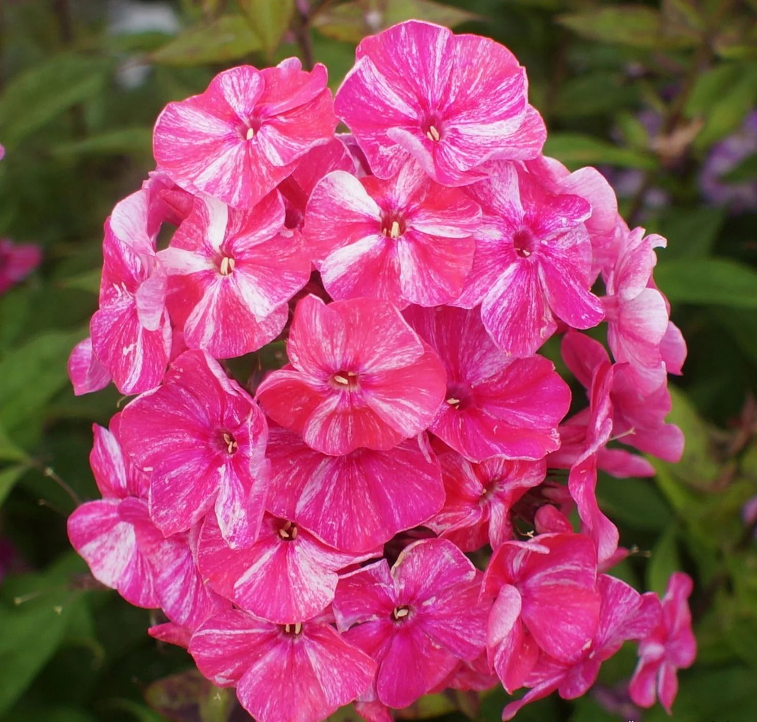 Флокс метельчатый "Фрекл ред Шейдс" d19 ЕТК 