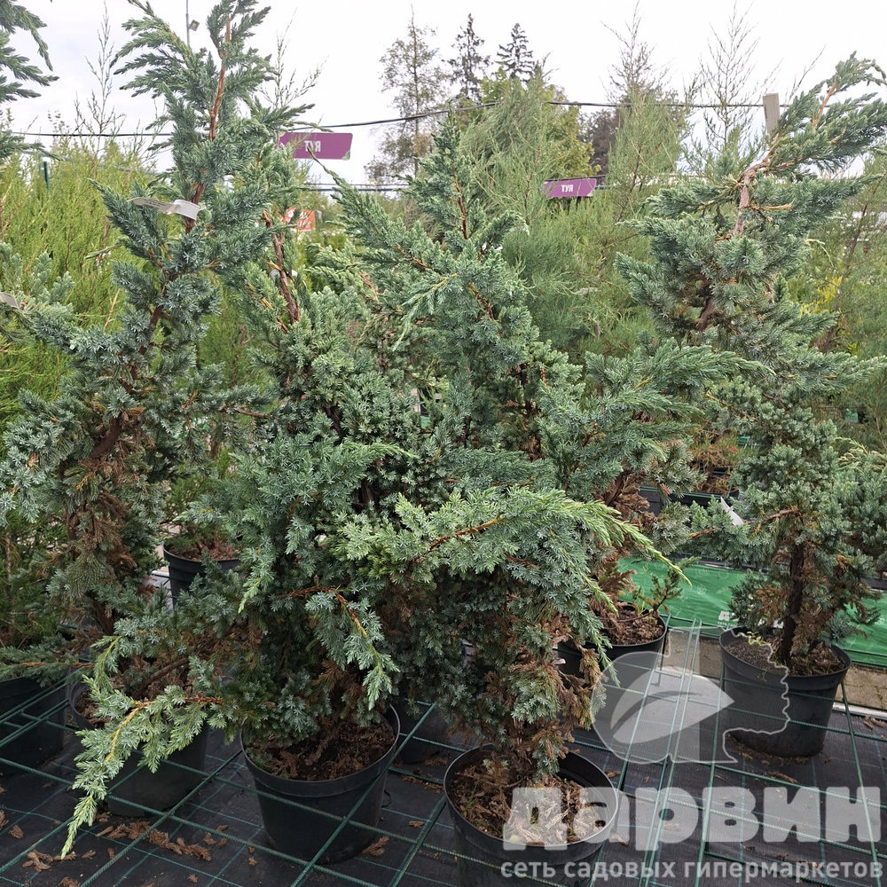 Можжевельник чешуйчатый Мейери v10 80-100 Bor 