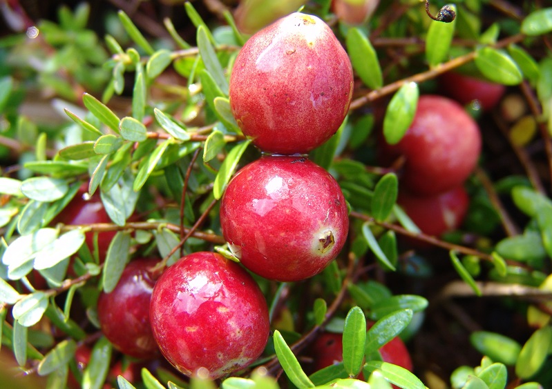 Клюква крупноплодная Пилигрим c2 h10-30 ЦО 